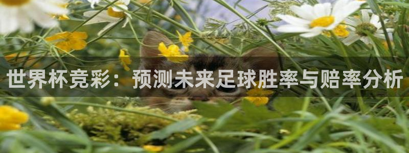 英格兰联赛杯直播:世界杯竞彩:预测未来足球胜率与赔率分析
